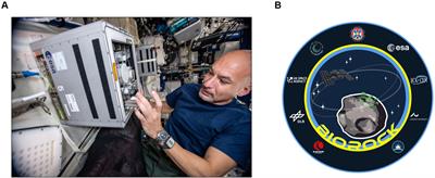 No Effect of Microgravity and Simulated Mars Gravity on Final Bacterial Cell Concentrations on the International Space Station: Applications to Space Bioproduction